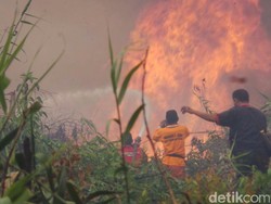 Titik Api di Papua Berasal dari Ilalang 50 Hektare yang Terbakar
