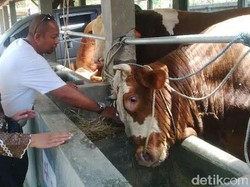 Protes Impor Daging Kerbau India, Asosiasi Peternak Surati Pemerintah