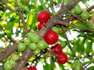 Mengenal Buah Simalakama yang Terkenal dalam Peribahasa, Beneran Ada? Mengenal Buah Simalakama yang Terkenal dalam Peribahasa, Beneran Ada?