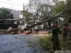 Ada Pohon Tumbang Menutup Jalan, Jl Sektor 7 Bintaro Macet