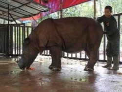 Lahir di Cincinnati, Badak Langka Bernama Harapan Akan Kembali ke Sumatera