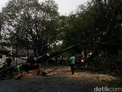 Mulai Masuk Musim Hujan, Bandung Waspada Pohon Tumbang