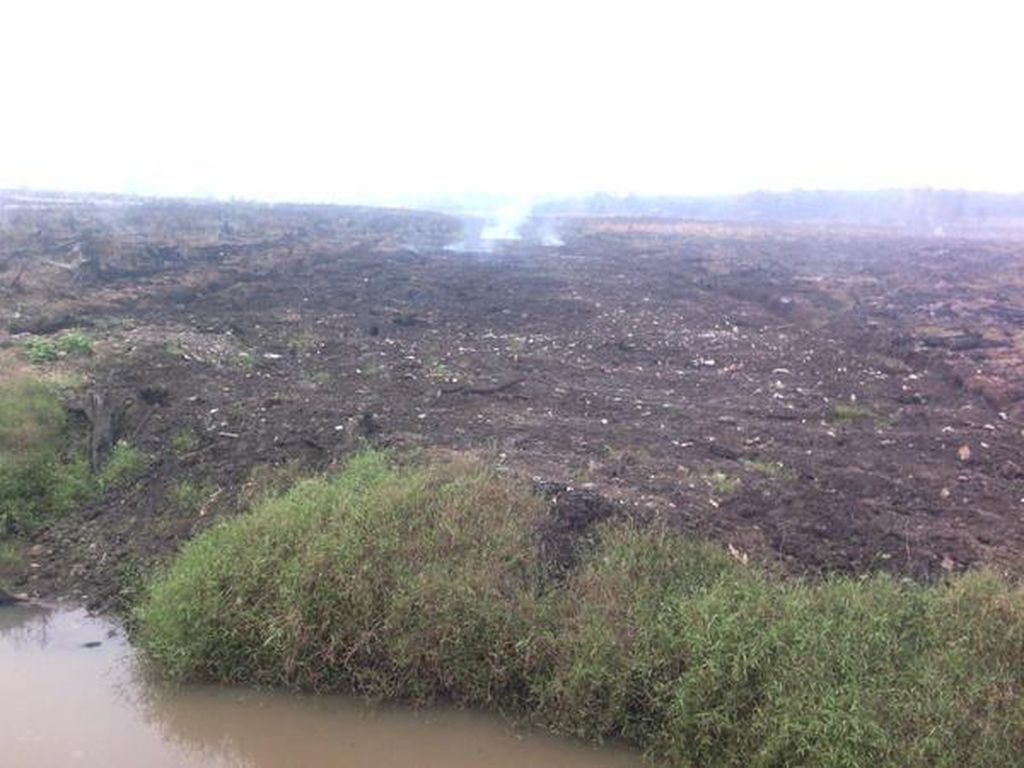 Perusahaan Korsel Buka Suara Soal Pembakaran Lahan Papua