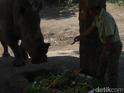 Tiga Tumpeng Buah Disajikan Peringati Hari Badak se-Dunia