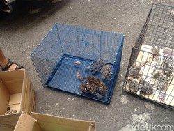 Penjual Alap-alap dan Kucing Hutan Dibekuk Polisi