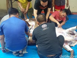 Sapi Seberat 1 Ton Milik Sekjen PAN Disembelih di PP Muhammadiyah