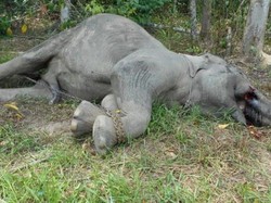 Semua Kekuatan Dikerahkan Buru Pembunuh Yongki Si Gajah Heroik