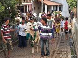 Manten Sapi, Ritual Warga Pasuruan Merias Sapi Sebelum Dikurbankan