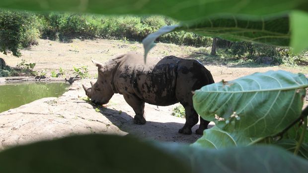 Seekor badak putih betina (Ceratotheriumsimum) bernama Wini menikmati makanan di Taman Safari Indonesia 2 di Pasuruan, Jawa Timur, Selasa (22/9). Taman Safari Indonesia 2 merupakan salah satu pusat konservasi satwa yang terus berupaya melakukan pengembang biakan untuk menyelamatkan badak putih dari kepunahan. ANTARA FOTO/Moch Asim/kye/15