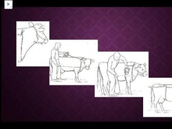 Penting! Begini Teknik Merobohkan Sapi Kurban Tanpa Harus Menyakiti