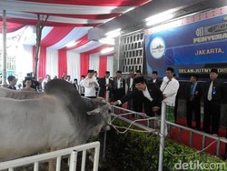 Menpan Yuddy Chrisnandi Serahkan Sapi Kurban Presiden ke Masjid Istiqlal