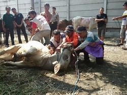 Dari Pengojek Hingga Buruh Dapat Daging Kurban dari Polres Tanjung Priok