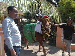 Dirias Ala Pengantin, Sapi Berbobot 1 Ton Ini Diarak Sebelum Dikurban