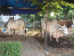 Masjid Istiqlal Sudah Terima 23 Sapi dan 10 Kambing, Akan Dibagikan Malam