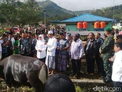 Indahnya Toleransi, Muslim Tolikara Terima Bantuan 35 Sapi untuk Kurban