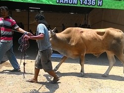 Saat Penjagal Hewan Kurban Kewalahan Hadapi Amukan Sapi di Polda Metro
