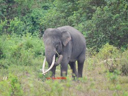 Kisah Kematian Yongki dan Kesedihan Tulus dalam Kenangan Video Klip Gajah