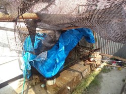 Harimau Sumatera yang Disimpan di Kandang Kecil ini Menuai Protes