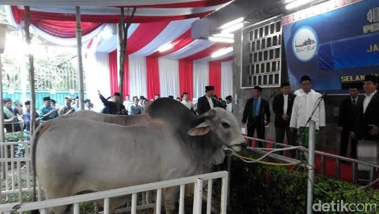 Sapi Kurban Presiden Jokowi Punya Pakan Khusus