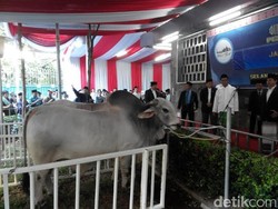 Sapi Kurban Presiden Jokowi Punya Pakan Khusus