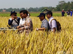 Mentan Bentuk Tim Percepatan Penyerapan Gabah