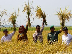 Strategi Pemerintah Keluar dari Jebakan Impor Pangan