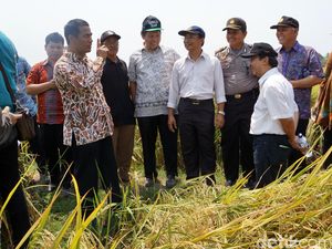 Banyak Bendungan Baru, Mentan Pede RI Aman dari Kekeringan Banyak Bendungan Baru, Mentan Pede RI Aman dari Kekeringan