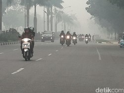 Pemerintah akan Tanami Lahan yang Hangus dengan Gaharu