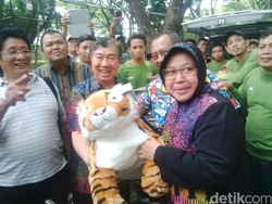 Hari Terakhir Jabat Wali Kota, Risma Dikado Harimau dari Taman Safari