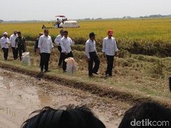 Kenakan Topi Ala Anak Muda, Jokowi Turun ke Sawah di Karawang