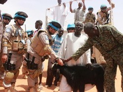 Pasukan Perdamaian RI Tebar 100 Kambing Kurban di Sudan