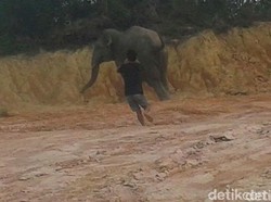Tersasar ke Permukiman, Gajah Liar Resahkan Warga Desa Tungkal Ulu Jambi