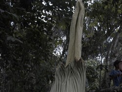 Bunga Bangkai Tumbuh di Kaki Gunung Sinabung, ini Rupanya