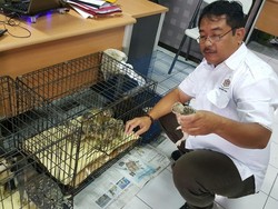 Bareskrim Tahan Pelaku Penjualan Elang Langka dan Kucing Hutan
