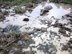 BPBD DKI: Kekeringan Terjadi di Kawasan Jakarta Barat karena El Nino