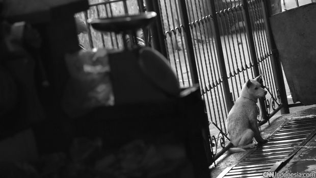 Seekor anjing berkeliaran, di rumah potong anjing dan babi di kawasan Jakarta Timur, Kamis, 1 Oktober 2015. Sejumlah kelompok pecinta hewan mendesak Gubernur DKI Jakarta Basuki Tjahaja Purnama (ahok) segera melarang peredaran daging anjing untuk dimakan. setalah Ahok menegaskan dirinya tidak perlu mengeluarkan Peraturan Gubernur (Pergub) untuk mengurus peredaran daging anjing di Jakarta. CNN Indonesia/Adhi Wicaksono.