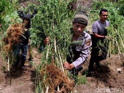 Empat Bandar Ganja 1,3 Ton Dituntut Mati oleh Kejari Jakbar