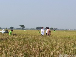 Jokowi: Saya ke Karawang dan Sukoharjo untuk Pastikan Produksi Padi Naik