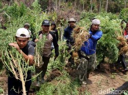 Tim Polres Lhokseumawe Temukan Ladang Ganja Siap Panen Seluas 4 Hektare