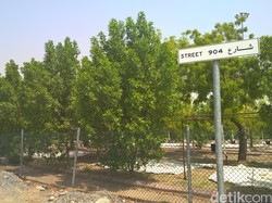 Hamparan Hijau di Tempat Wukuf, Ke Mana Arafah yang Dulu?