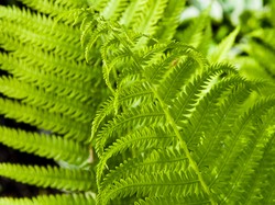 Tanaman Hias yang Dianjurkan Pakar untuk Tangkal Polusi Udara