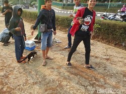 Melihat Musang Jadi Hewan Jinak: Mereka Bukan Pemangsa Ayam