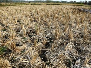 Tak Punya Irigasi, 1.400 Hektar Sawah di Aceh Utara Mengering