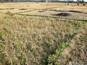 Ini Syair Lagu Asli Genjer-genjer dari Bahasa Using Banyuwangi