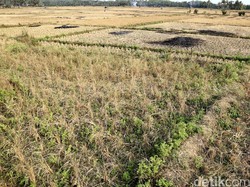Ini Syair Lagu Asli Genjer-genjer dari Bahasa Using Banyuwangi