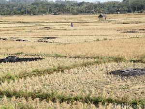 Ratusan Hektar Sawah di Banten Kekeringan
