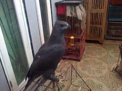 Ini Penampakan Satwa Langka yang Diamankan Bareskrim di Bojong Gede Bogor