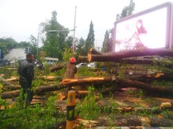 Pohon di Bandung Nanti Punya KTP