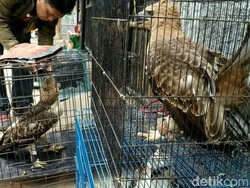 Jual Hewan Langka Elang Jawa, Rumah Anto di Bojonggede Digerebek Mabes Polri