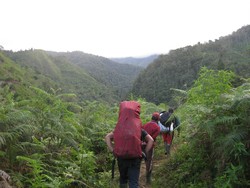 16 Hari di Hutan Perawan, Begini Cara Peneliti Temukan Tikus Hidung Babi